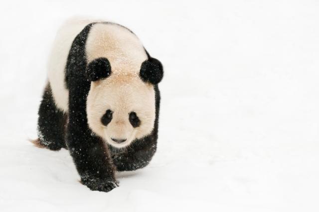 Female giant panda in the snow