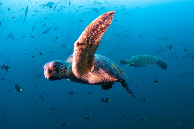 Sea turtle, Diving in Daphne Menor, Santa Cruz Island, Galapagos, Ecuador