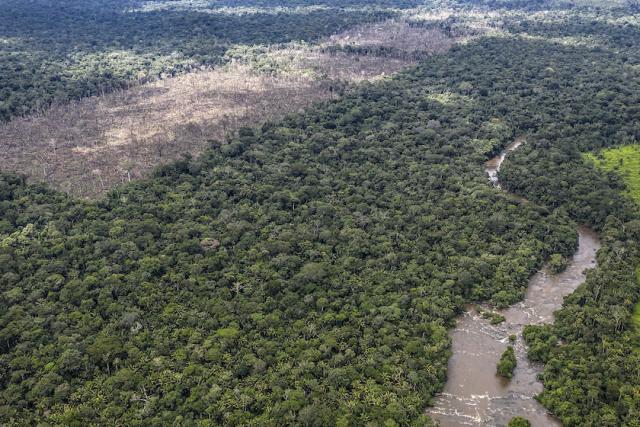 Illegal deforestation