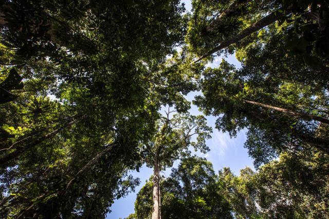 Tree canopy in Tawau Hills Park in Sabah, Borneo, Malaysia.