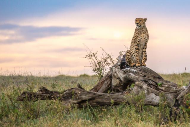 Cheetah (Acinonyx jubatus) in the Namiri Plains of the Serengeti, Tanzania