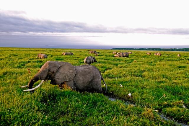 African elephant (Loxodonta africana), herd feeding in the Amboseli swamp. 