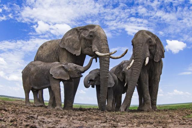 frican elephants (Loxodonta africana) at a waterhole