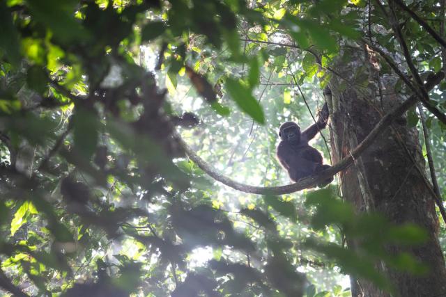 Western lowland gorilla, Dzanga-Sangha Special Reserve, Central African 