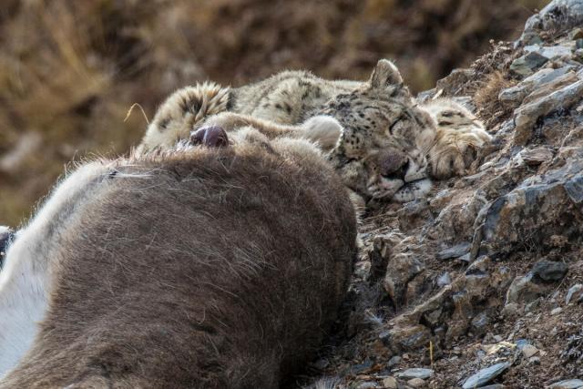 Snow leopard with blue sheep