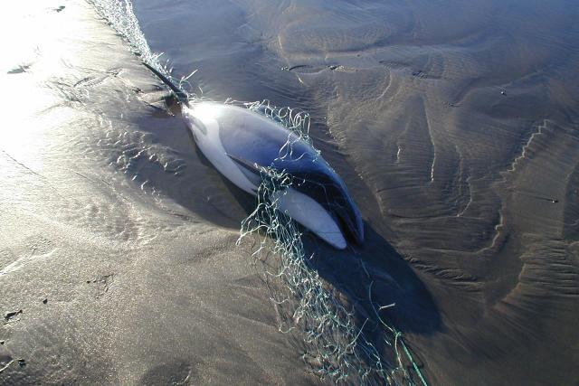 hector's dolphin caught in a fishing net