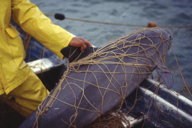 Vaquita (Phocoena sinus) killed in gill net 