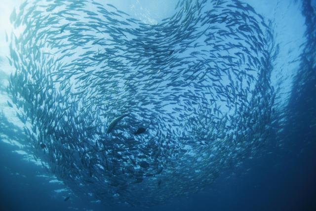 Black Jack (Caranx lugubris), large school or bait ball over the Liberty Wreck in Tulamben, Bali.