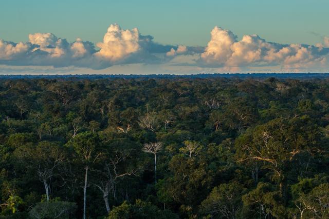 The rainforest canopy at sunset. Tambopata National Reserve in the Peruvian Amazon Basin. Peru.