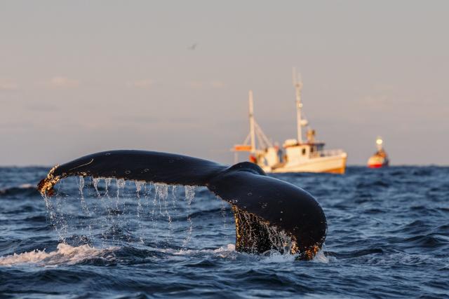 Humpback whale (Megaptera novaeangliae) fluke with fishing boats in background
