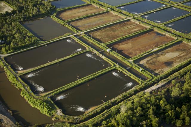 Shrimp ponds carved out of mangrove forest in the Sarawak Mangrove Reserve area, Sarawak, Borneo, Malaysia