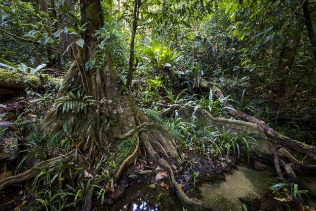 Forest ambiance in the Nouragues Natural Reserve, French Guiana
