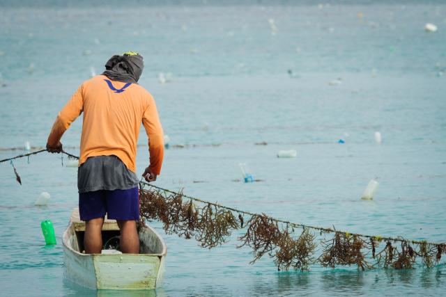 Seaweed Farming at Semporna, Sabah, Malaysia