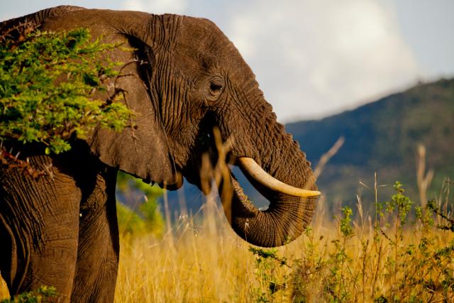 African elephant (Loxodonta africana) in the Masai Mara reserve, Kenya.