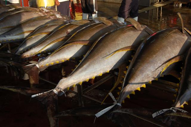  Tons of yellowfin tuna are offloaded in General Santos City's tuna port daily. General Santos City, Philippines.