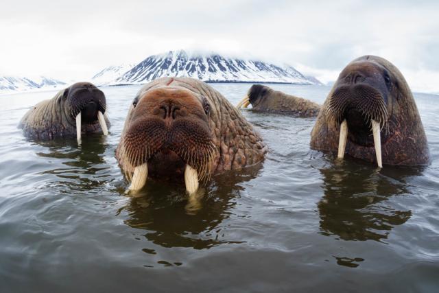 Atlantic walruses (Odobenus rosmarus rosmarus) hanging out in shallow water