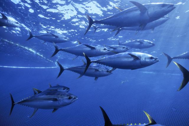 Yellowfin tuna in purse seiner net