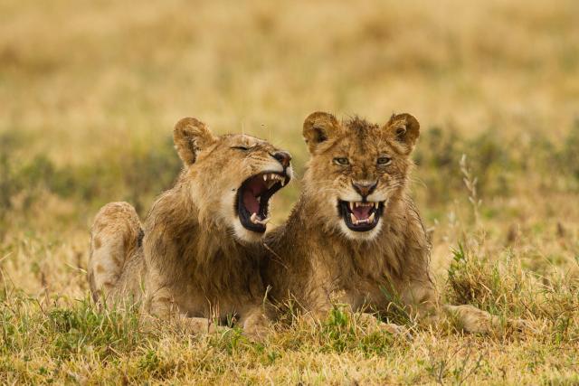 wo lions (Panthera leo) in the Ngorongoro Conservation Area in Tanzania, Africa