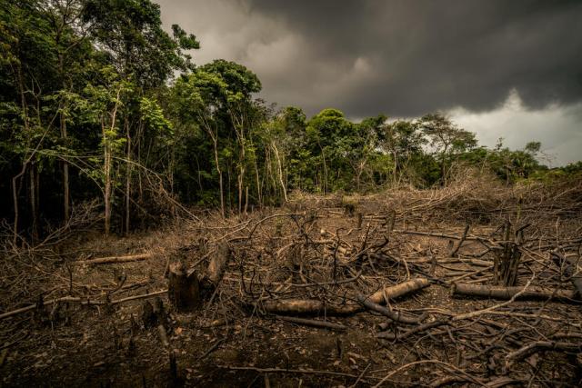 Amazon deforestation, Colombia