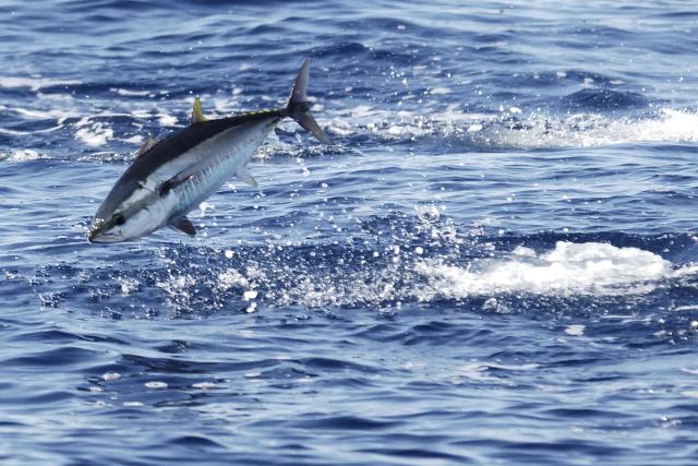Atlantic bluefin tuna (Thunnus thynnus) feeding in the Mediterranean Sea