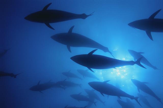 Northern bluefin tuna (Thunnus thynnus) swim inside a 'Mattanza' net (ancient fishing practice and ritual), off the island of San Pietro, Italy.