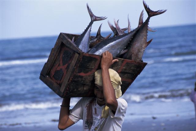 Fisherman with tuna catch. Philippines