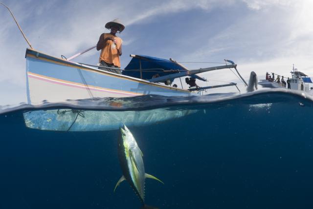 Small outrigger boat with fisherman pulling up a newly caught yellowfin tuna by hook and line.