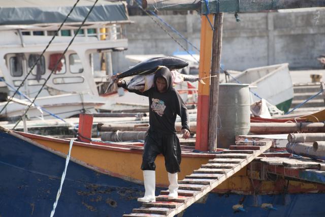 Stevedores unload tuna from a fishing vessel 