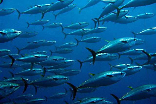 Group of giant tuna.