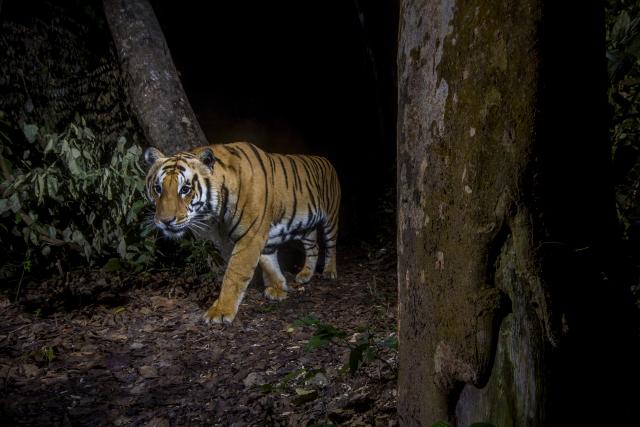  A tiger in Bardia National Park, Nepal. Image made with a camera trap.