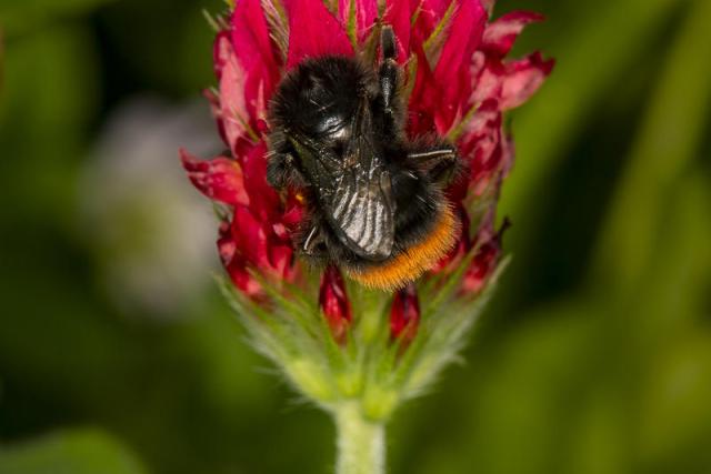 A red-tailed bumblebee (Bombus lapidarius)