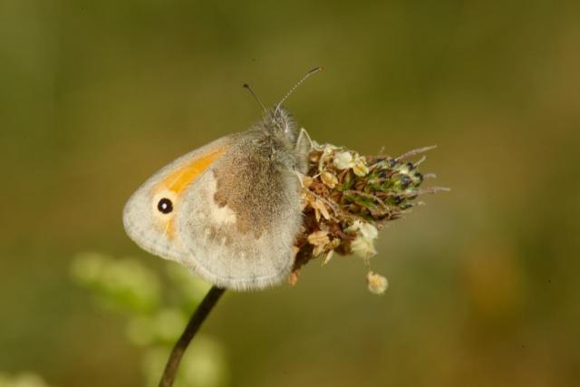 Small heath (Coenonympha pamphilus) resting on a ribwort plantain