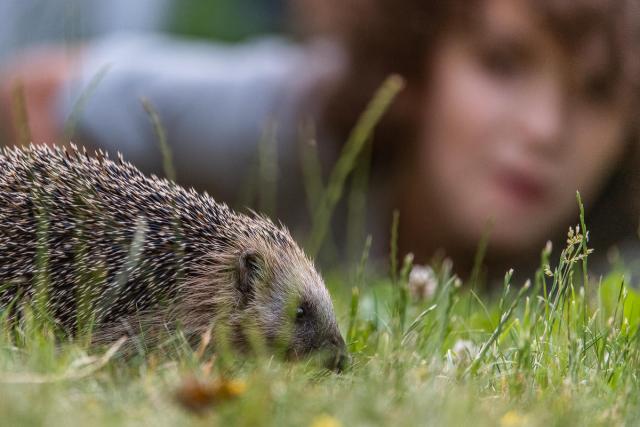 European Hedgehog