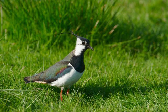 Northern lapwing