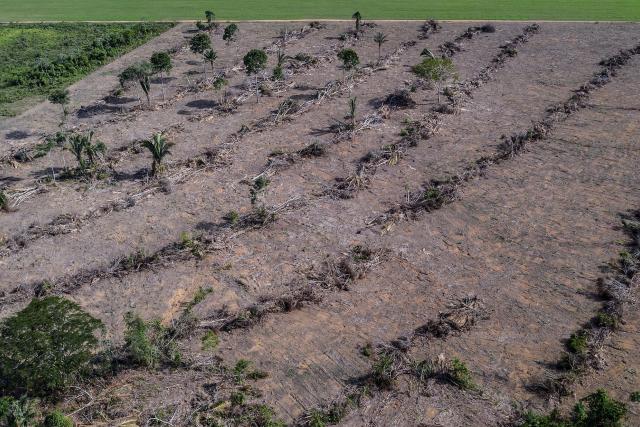 Deforestation next to a soybean plantation