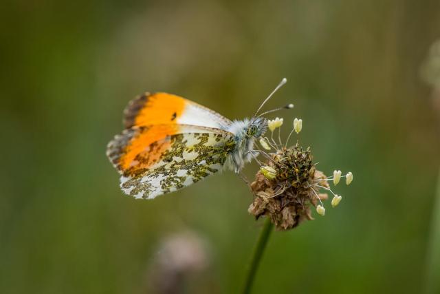 Orange-tip