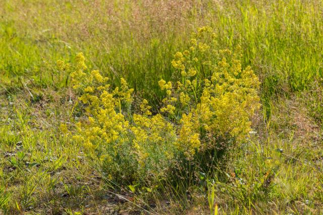 Lady's bedstraw (Galium verum)