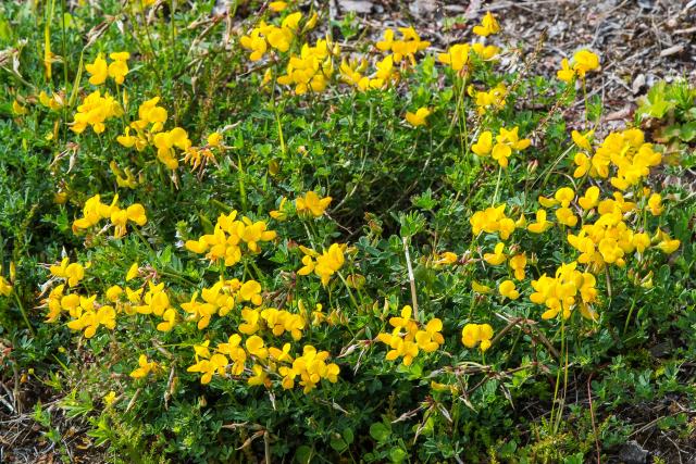 Bird's-foot trefoil (Lotus corniculatus), Fabaceae.