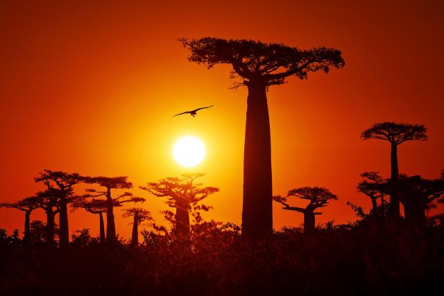 Baobab trees in the allée des baobabs (alley of baobabs) in the western coastal region of Madagascar. 