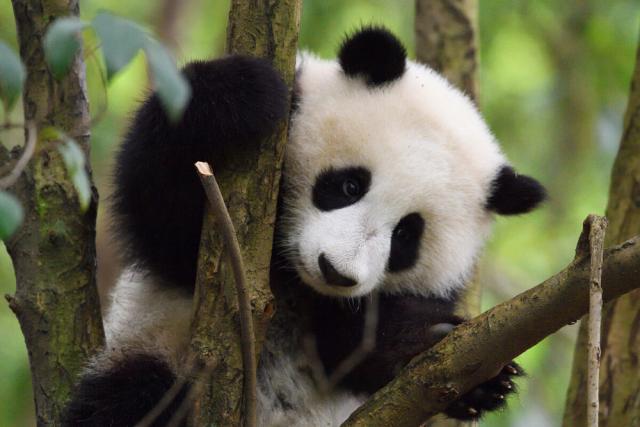 Giant Panda, (Ailuropoda melanoleuca), Chengdu Panda Breeding Centre, Sichuan, China. Captive 