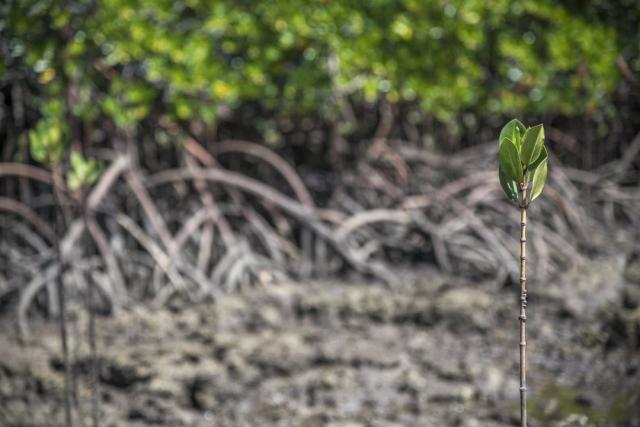 Mangrove plant
