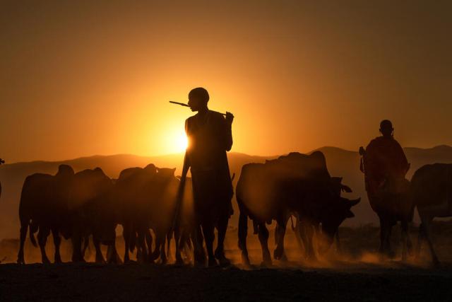 Maasai herders walk their cattle in Kenya