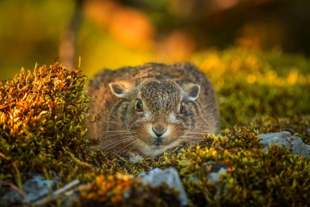 A portrait of leveret (Lepus europaeus)
