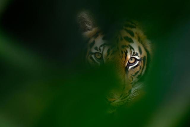 Tiger Member Calendar July