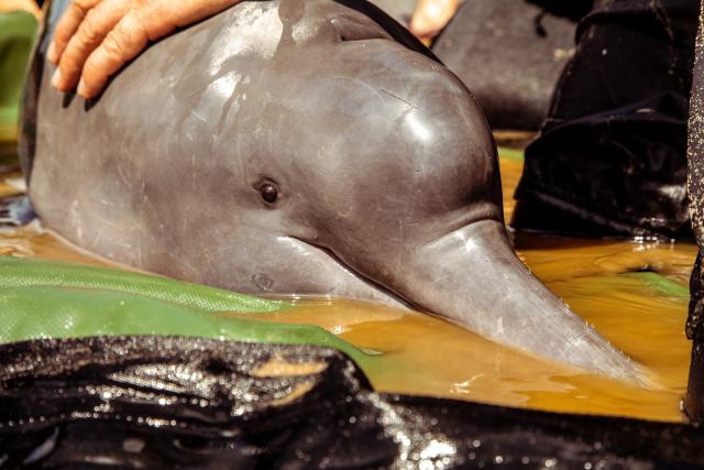 Dolphin captured for satellite marking during Expedition Guaviare 2021, Colombia