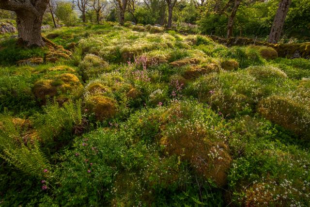 Where limestone pavement has been allowed to regenerate, plant life grows and the landscape in the Wild Ingleborough project site moves towards a wilder, more natural state.