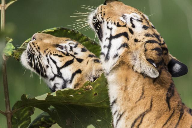Tigers (Panthera tigris) at Tadoba Andhari Tiger Reserve, India