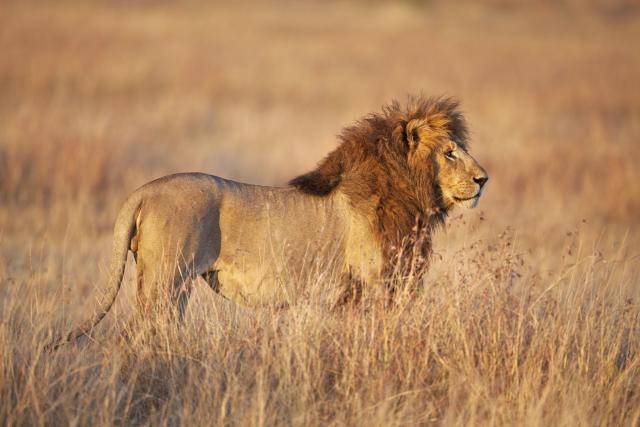 Male lion, Mara plains, Kenya