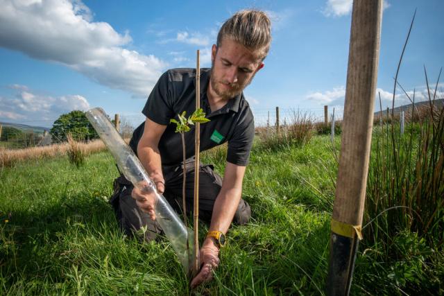 Natural England employee Frank Morgan is planting trees to create a new native woodland on the Wild Ingleborough site. 
