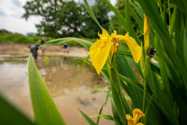 Bumblebee on an iris flower 